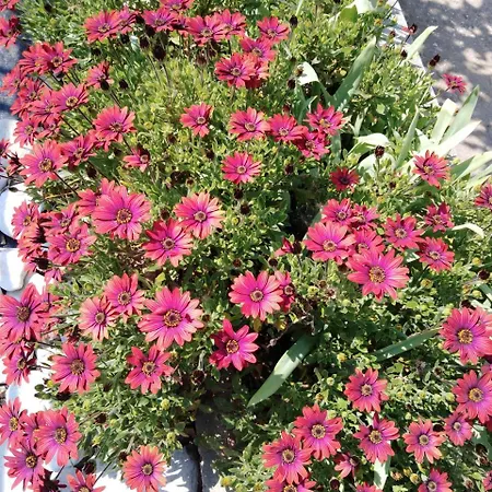 Sofia's Garden דירה *