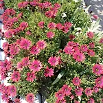 Sofia's Garden Apartament *