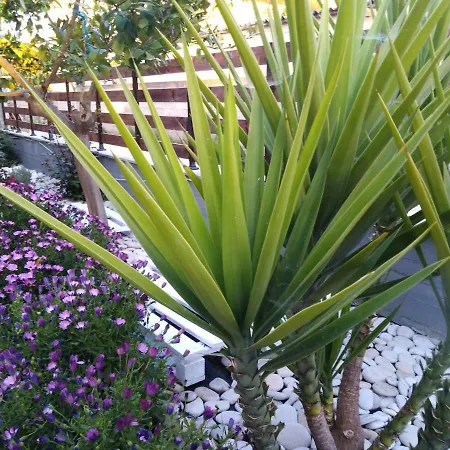 Sofia's Garden *