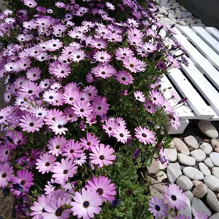 Sofia's Garden Apartment *