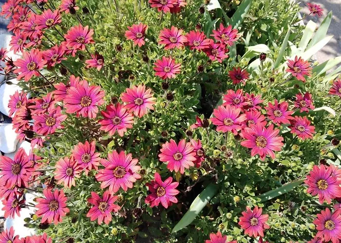 Sofia's Garden 아파트 *