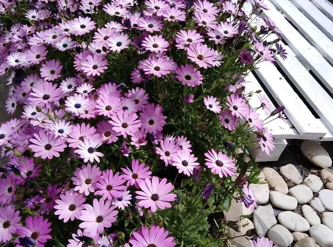 Sofia's Garden 아파트 *